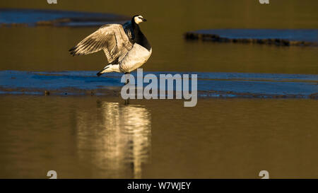 Barnacle goose (Branta leucopsis) sbattimento ali su ghiaccio, vicino a Longyearbyen, Spitsbergen, Svalbard, Norvegia, Luglio. Foto Stock