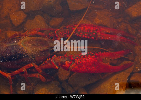 Rosso / Louisiana Swamp gamberi di fiume (Procambarus clarkii) in acque poco profonde, Louisiana, USA, aprile. Foto Stock