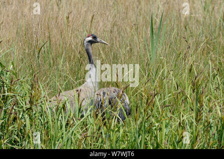 Comune / gru eurasiatica (grus grus) Monty, rilasciato dal grande progetto di gru, al suo nido sito in una sedge marsh, pronto per alleviare il suo compagno Chris di incubazione dei doveri, Slimbridge, Gloucestershire, Regno Unito, maggio 2014. Foto Stock