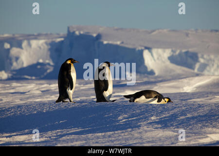 Tre pinguini imperatore (Aptenodytes forsteri) viaggia, due passeggiate, uno scorrimento, Antartide, Dicembre. Foto Stock