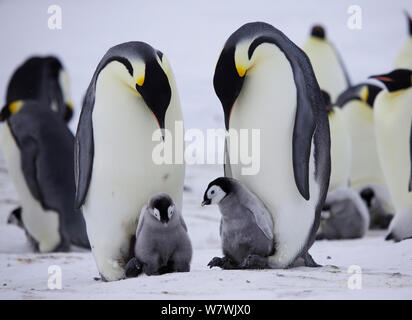 Due pinguini imperatore (Aptenodytes forsteri) con pulcini sui loro piedi, Antartide, Settembre. Foto Stock