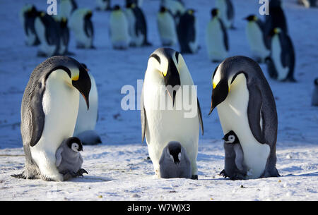 Tre pinguini imperatore (Aptenodytes forsteri) con pulcini sui loro piedi, Antartide, Settembre. Foto Stock