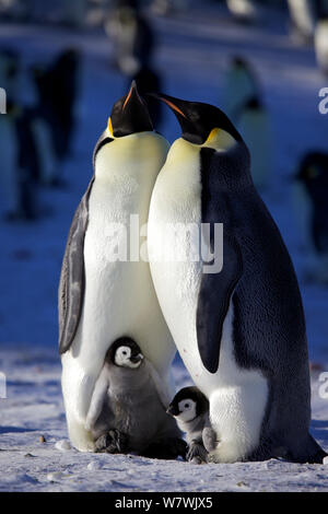 Due pinguini imperatore (Aptenodytes forsteri) con pulcini sui loro piedi, Antartide, Settembre. Foto Stock