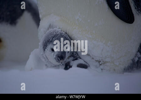 Pinguino imperatore (Aptenodytes forsteri pulcino) ricoperta di neve guardando al di fuori della sacca di covata, Antartide, Agosto. Foto Stock