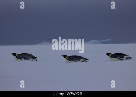 Tre pinguini imperatore (Aptenodytes forsteri) discese in slittino sulla neve, Antartide, Agosto. Foto Stock