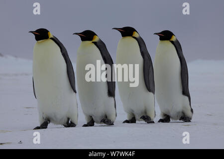 Quattro pinguini imperatore (Aptenodytes forsteri) camminando in una fila, di ritorno dal mare, Antartide, Ottobre. Foto Stock