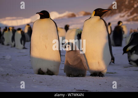 Pinguino imperatore (Aptenodytes forsteri) coppia con pulcino, Antartide, Ottobre. Foto Stock