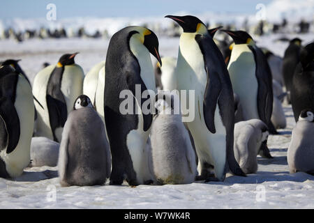 Pinguino imperatore (Aptenodytes forsteri) coppia con pulcino in colonia, Antartide, Ottobre. Foto Stock