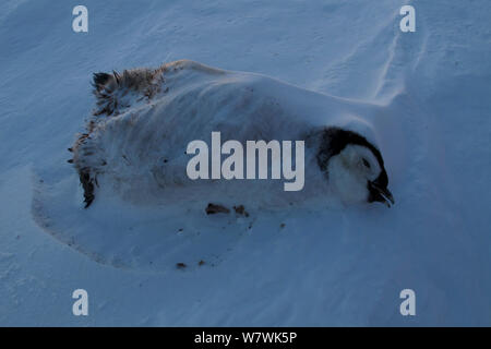 Morto pinguino imperatore (Aptenodytes forsteri pulcino), congelati nella neve, Antartide, Ottobre. Foto Stock