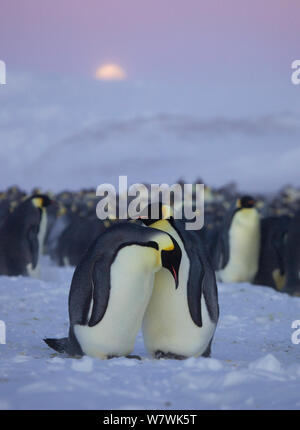 Inesperto pinguino imperatore (Aptenodytes forsteri) coppia passando attraverso movimenti di corteggiamento, Antartide, maggio. Foto Stock