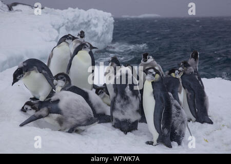 Gruppo di moulting pinguino imperatore (Aptenodytes forsteri) pulcini a bordo di ghiaccio, l'Antartide, Dicembre. Foto Stock