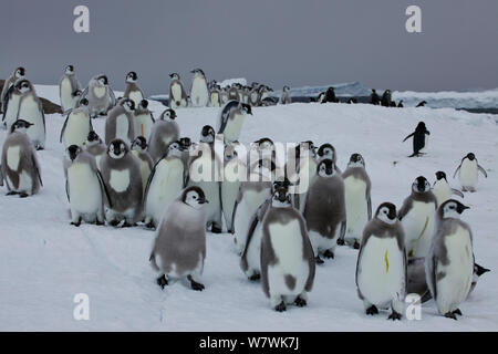 Moulting pinguino imperatore (Aptenodytes forsteri) pulcini sul mare di ghiaccio con gli adulti nella distanza, anche tre Adelie Pinguini (Pygoscelis adeliae) nelle vicinanze, Antartide, Dicembre. Foto Stock