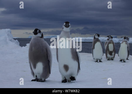 Moulting pinguino imperatore (Aptenodytes forsteri) pulcini sul mare di ghiaccio in Antartide, Dicembre. Foto Stock