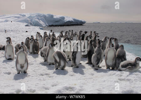 Pinguino imperatore (Aptenodytes forsteri) pulcini e un adulto sul bordo del ghiaccio, con Adelie Pinguini (Pygoscelis adeliae) nella distanza, Antartide, Dicembre. Foto Stock