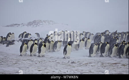 Bordo del pinguino imperatore (Aptenodytes forsteri) huddle con pulcini in sacche di covata, in Blizzard, Antartide, Agosto. Foto Stock