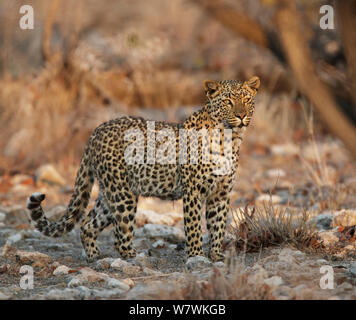 Leopard (Panthera pardus) ritratto, il Parco Nazionale di Etosha, Namibia. Foto Stock