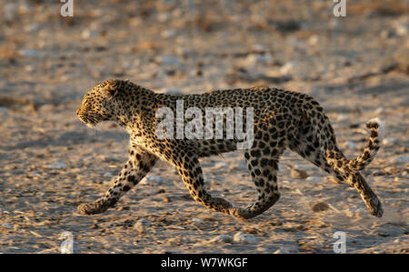 Leopard (Panthera pardus) acceso, il Parco Nazionale di Etosha, Namibia. Foto Stock