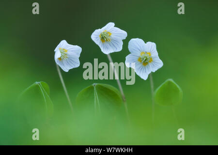 Legno comune acetosella (Oxalis acetosella) in fiore, New Forest National Park, Hampshire, Inghilterra, Regno Unito, Aprile. Foto Stock