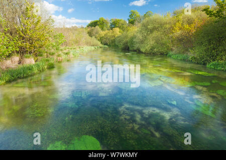 Vista del fiume Itchen, Ovington, Hampshire, Inghilterra, Regno Unito, maggio 2012. Foto Stock