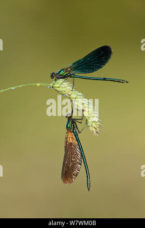 Due belle demoiselles (Calopteryx virgo), Fiume Char, Charmouth, Dorset, England, Regno Unito, Giugno. Foto Stock