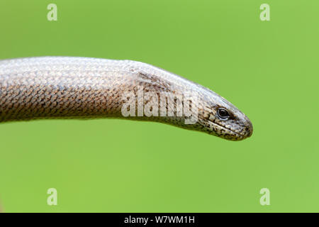 Close-up di rallentare la testa della vite senza fine (Anguis fragilis) Alsazia, Francia, Maggio. Foto Stock