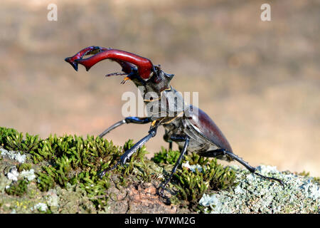 Il cervo maschio beetle (lucanus cervus), agressive display, Alsazia, Francia, può Foto Stock