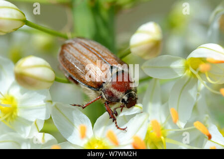 Cockchafer Beetle (Melolontha melolontha) su una coda di volpe lily (Eremurus robustus) Alsazia, Francia, Maggio. Foto Stock