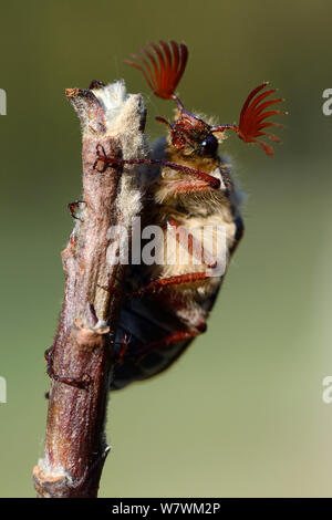 Cockchafer Beetle (Melolontha melolontha) ritratto, mostrando le antenne strombato. L'Alsazia, Francia, Maggio. Foto Stock