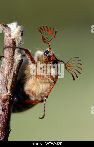 Cockchafer Beetle (Melolontha melolontha) ritratto, mostrando le antenne strombato. L'Alsazia, Francia, Maggio. Foto Stock