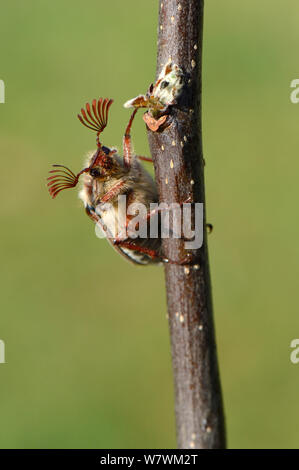 Cockchafer Beetle (Melolontha melolontha) ritratto, mostrando le antenne strombato. L'Alsazia, Francia, Maggio. Foto Stock