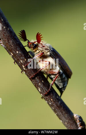Cockchafer Beetle (Melolontha melolontha) ritratto, mostrando le antenne strombato. L'Alsazia, Francia, Maggio. Foto Stock