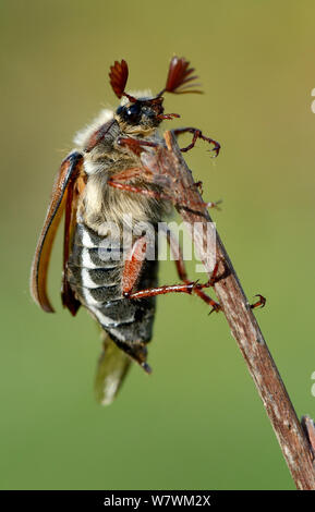 Cockchafer Beetle (Melolontha melolontha) ritratto, mostrando le antenne strombato. L'Alsazia, Francia. Foto Stock