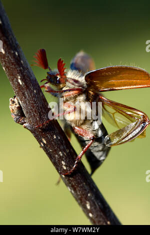 Cockchafer Beetle (Melolontha melolontha) con elytra aperto, circa a decollare, Alsazia, Francia, Maggio. Foto Stock