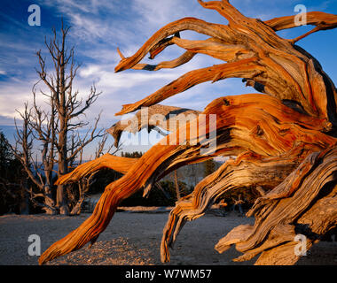 Bristlecone pine (Pinus aristata var. longaeva) nodose dei rami di un vecchio albero, Parco Nazionale di Bryce Canyon, Utah, Stati Uniti d'America. Foto Stock