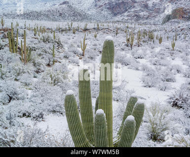 Cactus Saguaro (Carnegiea gigantea) ricoperta di neve, con lo stato di Catalina Park, Santa Catalina Mountains, Arizona, Stati Uniti d'America, febbraio. Foto Stock