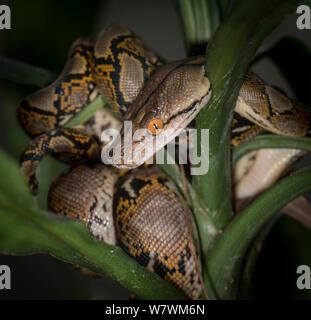 Pitone reticolato (Malayopython reticulatus) captive, originario del Sud Est Asiatico. Foto Stock