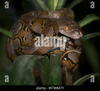 Pitone reticolato (Malayopython reticulatus) captive, originario del Sud Est Asiatico. Foto Stock