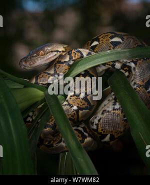 Pitone reticolato (Malayopython reticulatus) captive, originario del Sud Est Asiatico. Foto Stock