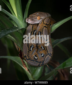 Pitone reticolato (Malayopython reticulatus) captive, originario del Sud Est Asiatico. Foto Stock