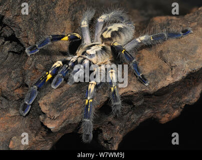 Zaffiro Gooty ornamenta tarantula (Poecilotheria metallica) captive, nativo di India. In modo critico le specie in via di estinzione. Foto Stock