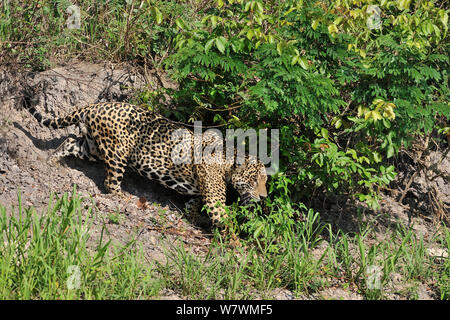 Jaguar (Panthera onca) caccia sulla banca del fiume Piquiri, Pantanal del Mato Grosso, Mato Grosso Membro, Brasile occidentale. Foto Stock