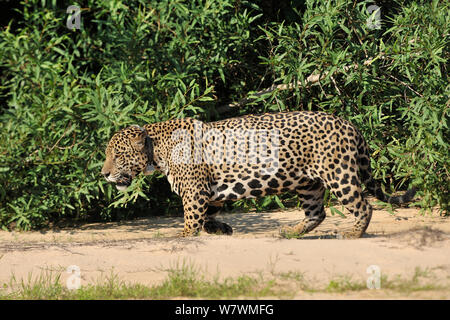 Jaguar maschio (Panthera onca) con collare radio nel fiume Piquiri, Pantanal del Mato Grosso, Mato Grosso Membro, Brasile occidentale. Foto Stock