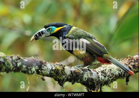 Spot maschio-fatturati Toucanet (Selenidera maculirostris) in montane foresta pluviale atlantica di Serra Bonita privato patrimonio naturale (RPPN Serra Bonita), Camacan, sud dello Stato di Bahia, Brasile orientale. Foto Stock