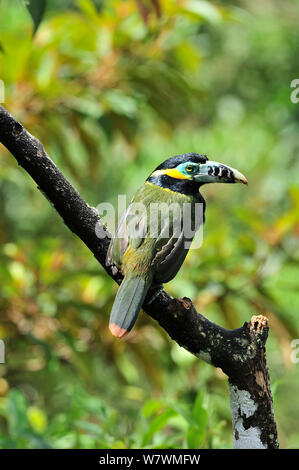 Spot maschio-fatturati Toucanet (Selenidera maculirostris) in montane foresta pluviale atlantica di Serra Bonita privato patrimonio naturale (RPPN Serra Bonita), Camacan, sud dello Stato di Bahia, Brasile orientale. Foto Stock
