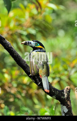 Spot maschio-fatturati Toucanet (Selenidera maculirostris) in montane foresta pluviale atlantica di Serra Bonita privato patrimonio naturale (RPPN Serra Bonita), Camacan, sud dello Stato di Bahia, Brasile orientale. Foto Stock