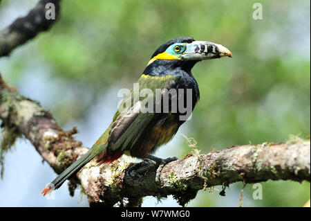 Spot maschio-fatturati Toucanet (Selenidera maculirostris) in montane foresta pluviale atlantica di Serra Bonita privato patrimonio naturale (RPPN Serra Bonita), Camacan, sud dello Stato di Bahia, Brasile orientale. Foto Stock