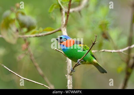 Rosso Colli (tanager Tangara cyanocephala) arroccato, Serra Bonita privato Patrimonio Naturale riserva (RPPN Serra Bonita), Camacan, sud dello Stato di Bahia, Brasile orientale. Foto Stock