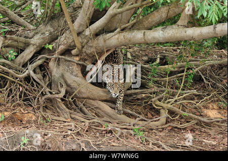 Jaguar femmina (Panthera onca) caccia sulla banca del fiume Piquiri, Pantanal del Mato Grosso, Mato Grosso Membro, Brasile occidentale. Foto Stock