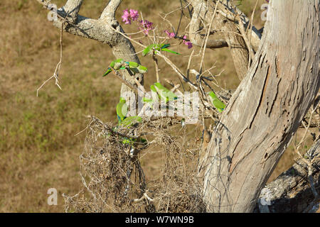 Monaco parrocchetto (Myiopsitta monachus) gruppo arroccato nella struttura ad albero, Pantanal, Brasile. Foto Stock