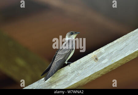 Marrone-chested Martin (Progne tapera) all'interno di nidificazione di un nido abbandonato di Rufous Hornero (Furnarius rufus) Pantanal, Mato Grosso Membro, Brasile occidentale. Foto Stock